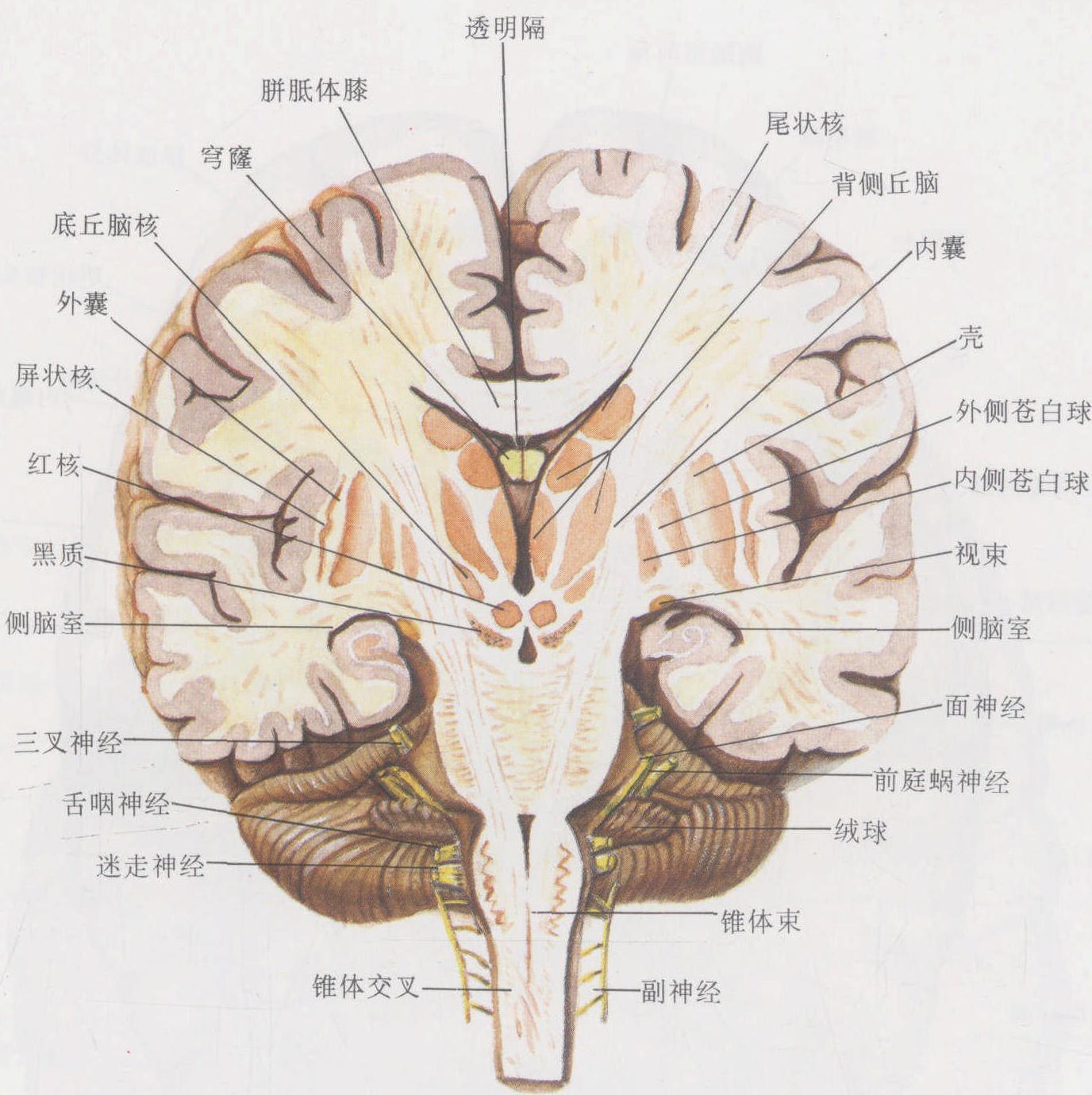 圖1-28 腦的冠狀斷面